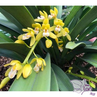 Hoa lan kiếm phan trí và xanh huế gieo hạt