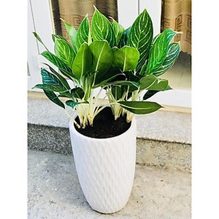 Cây Oai Hùng - Cây cảnh văn phòng