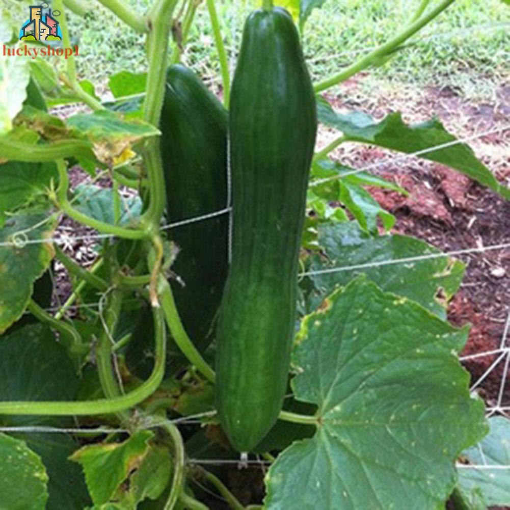 Lưới Trồng Cây Dây Leo Chống Ăn Mòn Chống Lão Hóa Siêu Bền Dễ Lắp Đặt