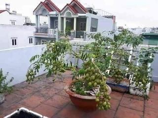 cây giống cóc lùn siêu sớm