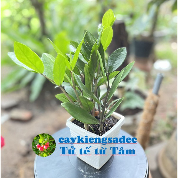 caykiengsadec - Cây kim tiền ( phát tài) , cây phong thủy mạng mộc