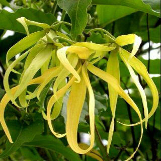 Cây Hoàng Lan, Bông Chúa - cây cao gần 1 mét