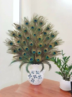 Combo 39 lông công 95-100cm mắt đại