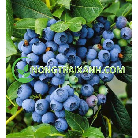 20H - HẠT GIỐNG VIỆT QUẤT XANH/ BLUEBERRY