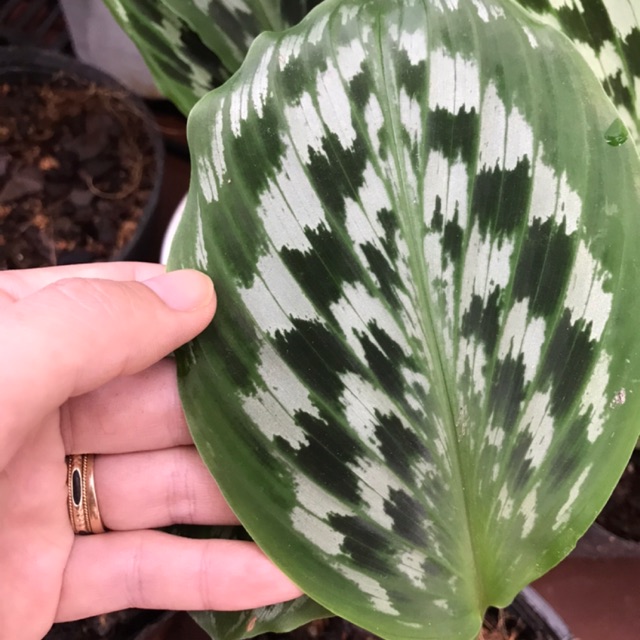 Chậu cứng Đuôi công hoa