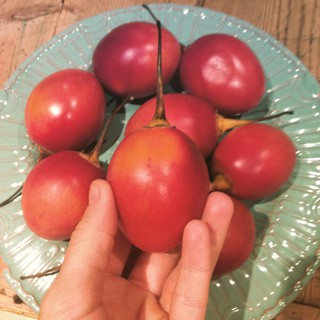 4 Hạt giống Cà chua Thân gỗ 