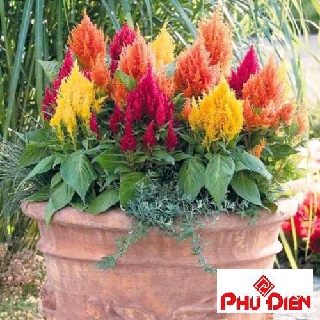 Gói 100 hạt giống hoa mào gà mix thân thấp  PHÚ ĐIỀN