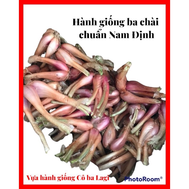 Hành ba chài chuẩn giống dễ nảy mầm, dễ chăm sóc, siêu năng suất, trồng quanh năm