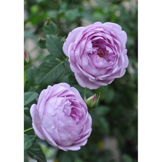 cây hoa Hồng Blue Storm rose
