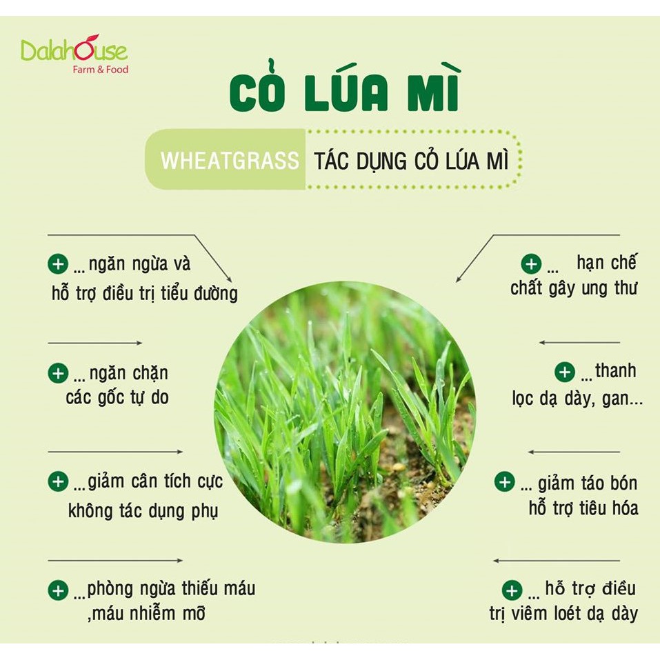 Bột cỏ lúa mì Dalahouse hộp 20 gói x 3gr