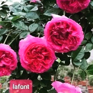 Lafont đỏ rực bầu đất cây ổn định đang nụ