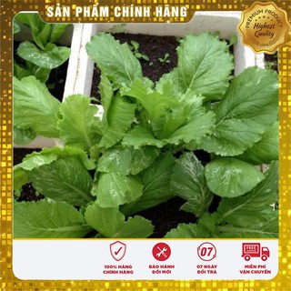 Hạt giống cải bẹ vàng Hà Giang