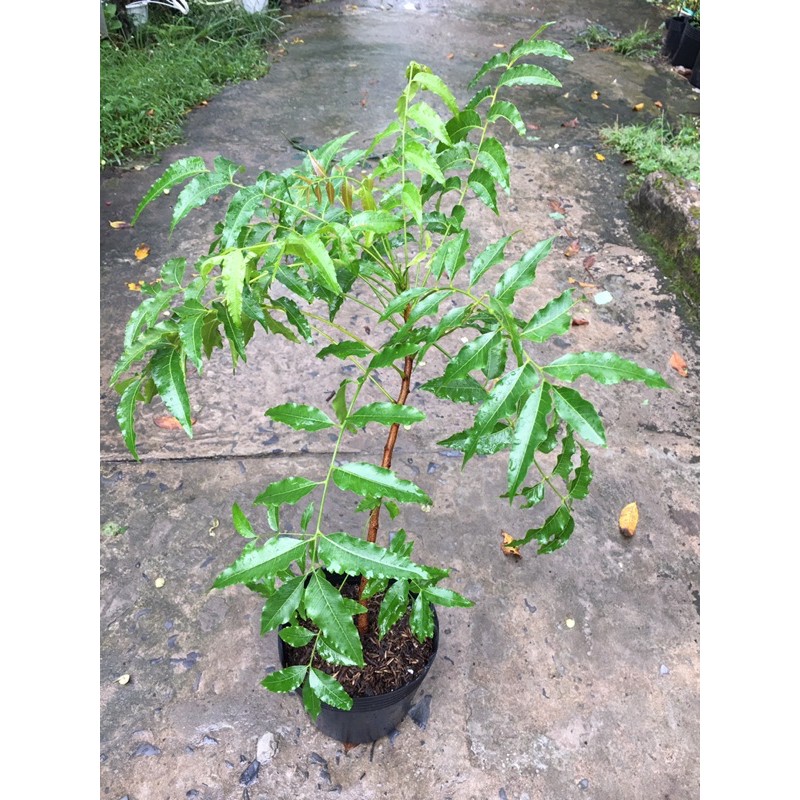 Cây sầu đâu