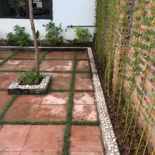 Combo 10 Cây trúc quân tử