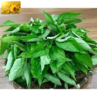 Hạt Giống Rau Đay Xanh (10gr) - Dễ Trồng, Dinh Dưỡng Cao - MUA 3 TẶNG 1 CÙNG LOẠI