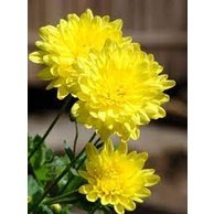 100H  - #Hạt_Giống_Cúc_Vàng ( tặng kèm kích mầm và phân bón )