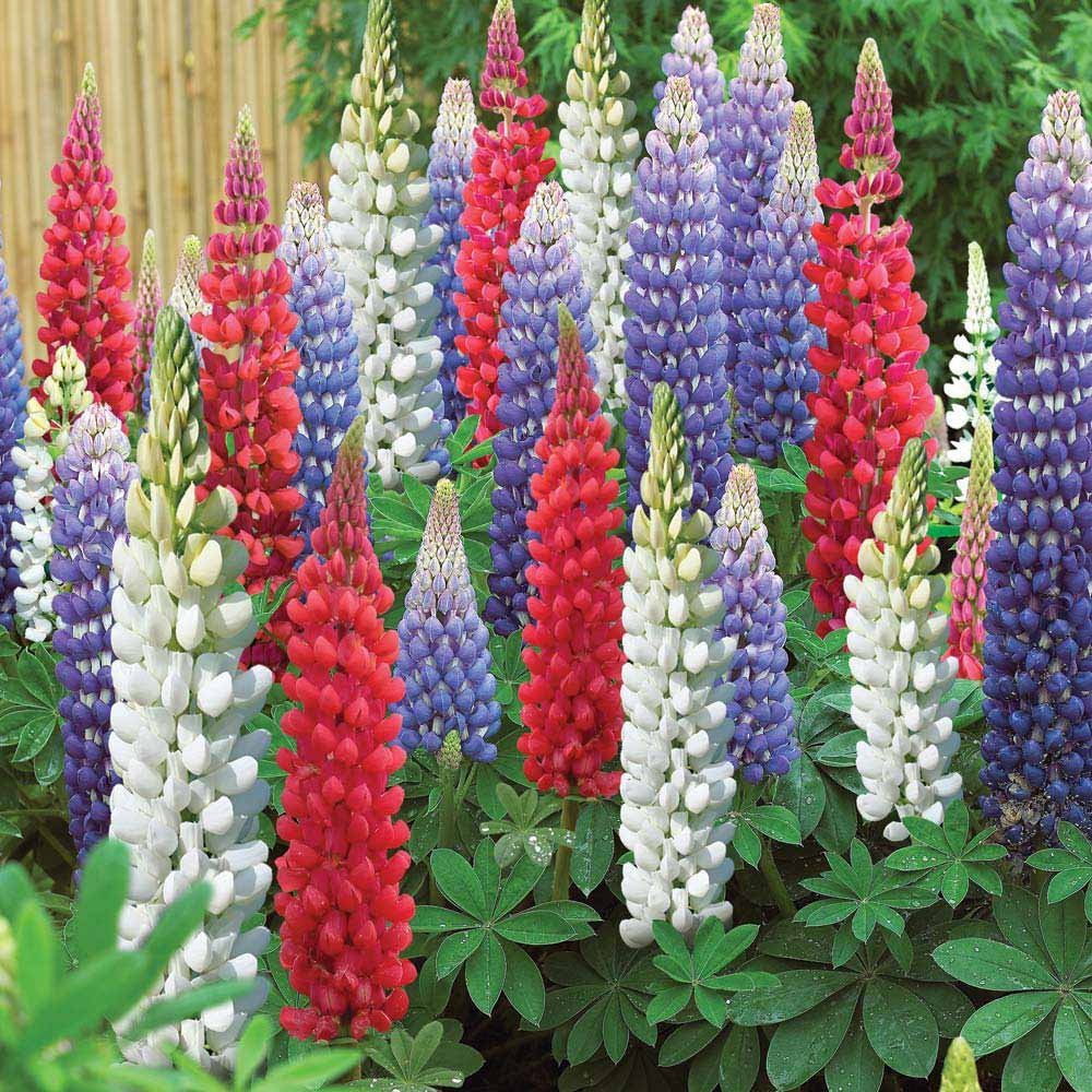 Hạt giống hoa Đậu lupin mix