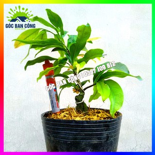 Cây Mai Đại Lộc Gốc Quái Mini