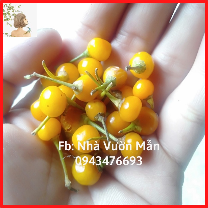 20 Hạt Giống Ớt Mắc Nhất Thế Giới Aji Charapita 570tr/kg Loại Ớt Ngon Và Đắt Nhất Thế Giới