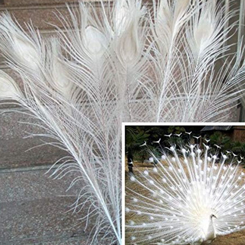 Bộ 50 Lông Công Trắng 10-12 Inches Trang Trí
