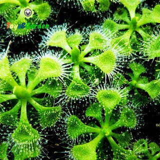 Cây Băt Mồi Gọng Vó Burmannii Cây Ăn Thịt Côn Trùng Bắt Ruồi Muỗi Kiến Tokai - Burmanni