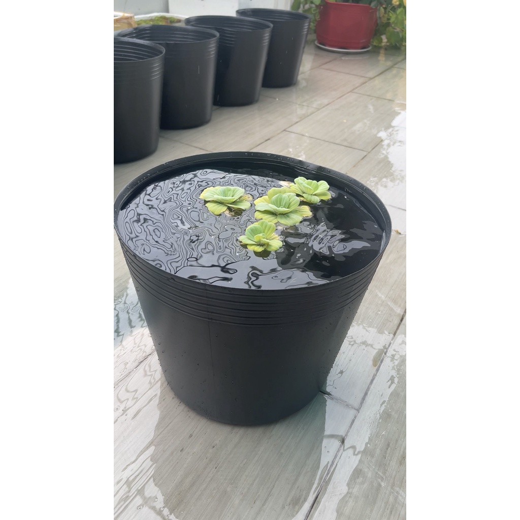 Thùng Nhựa Dẻo màu Đèn Thích Hợp Nuôi Cá, Tách Cá Đẻ và Form Cá. Kích Thước Cao 27cm, Đường Kính 32cm