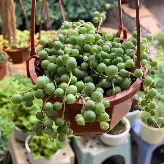 Cây giọt nước