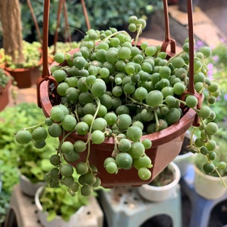 Cây giọt nước