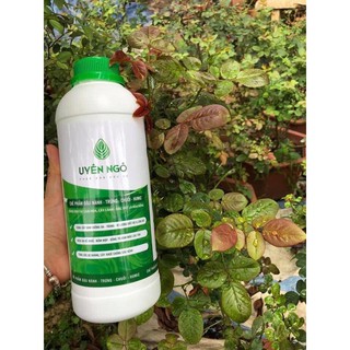 Đậu tương trứng chuối + humic cho hoa hồng - lan - cây cảnh
