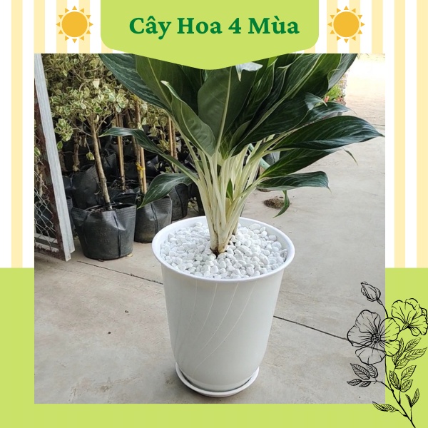 Chậu Nhựa Trồng Cây Rau Hoa Lan Dáng Bom Giả Sứ Loại 1 Siêu Bền Đẹp Combo 3 Chậu