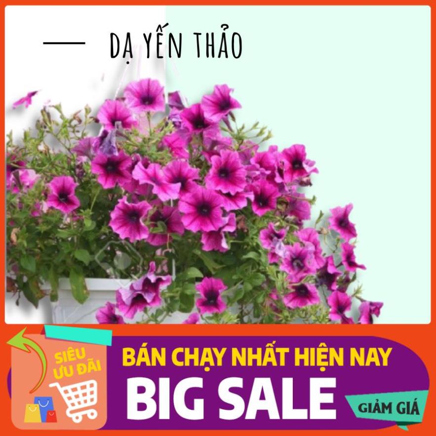 Hoa Dạ Yến Thảo màu hồng, tím kèm chậu nhựa treo để ban công dễ trồng, dễ chăm sóc. Hình thực tế 100%