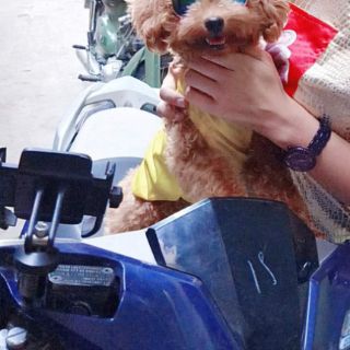 Mắt kính cho chó mèo thú cưng
