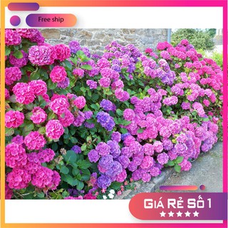 Hạt giống hoa cẩm tú cầu LUCKY SEEDS -10 hạt LUCKY.VN