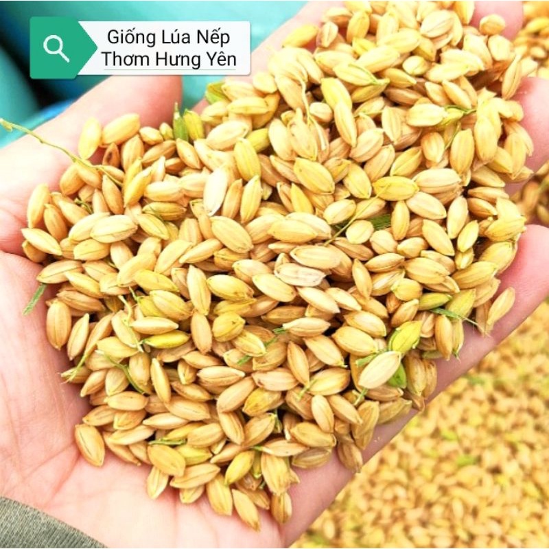 Giống Lúa Nếp Thơm Hưng Yên  Sản phẩm chất lượng cao của Trung tâm giống nông nghiệp Hưng Yên