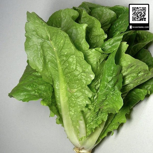 Hạt giống rau xà lách Romaine xanh - Shop hạt giống Tạ Gia Trang | Gói 2g