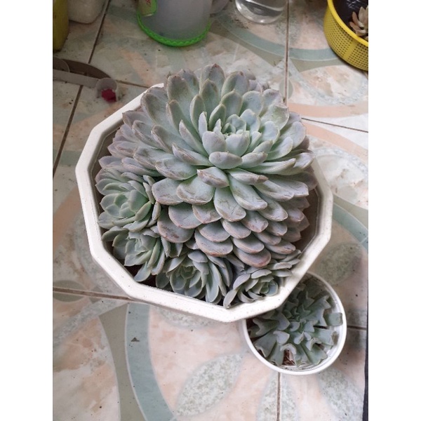 Sen đá bé tuyết 25 -28cm