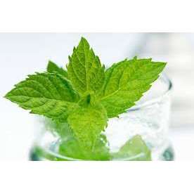 [Rẻ vô địch] - TINH DẦU BẠC HÀ ĐUỔI CHUỘT HIỆU QUẢ - 10ml | BigBuy360 - bigbuy360.vn