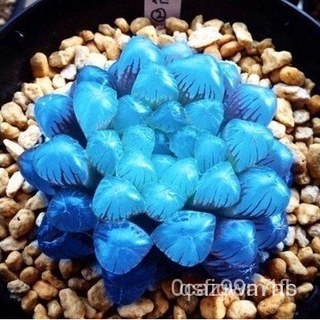 Hạt giống sen đá ngọc bích 50h