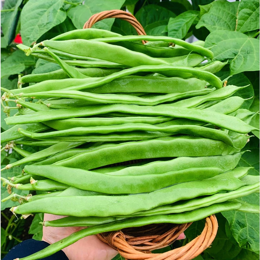 Hạt giống đậu cove xanh Northeaster - loai đậu cove ngon nhất