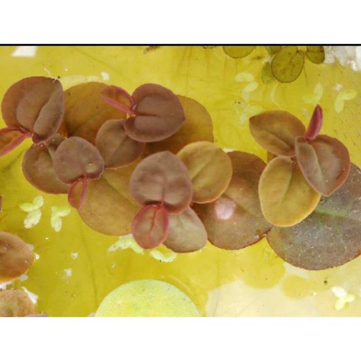 Phần 10 nhánh bèo rễ đỏ trang trí bể thủy sinh, cá, tép, tiểu cảnh, hòn non bộ