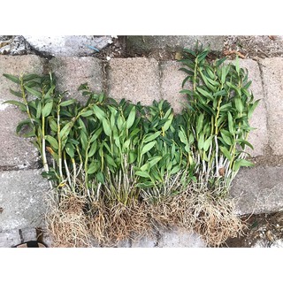 Hoa lan thạch hộc tía 200gram 99k