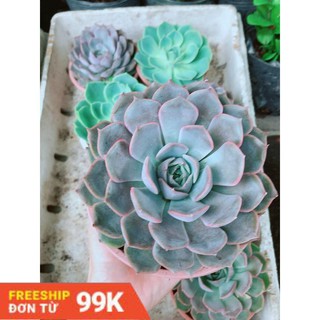 Sen Đá Tím Cánh Cứng Size Đại