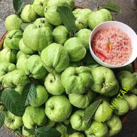 Cây Giống Ổi Nữ Hoàng - cây ăn quả