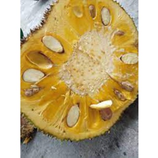 Cây giống mít viên linh