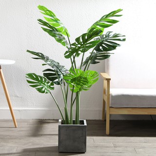 Cây bàng sing giả 60cm-170cm