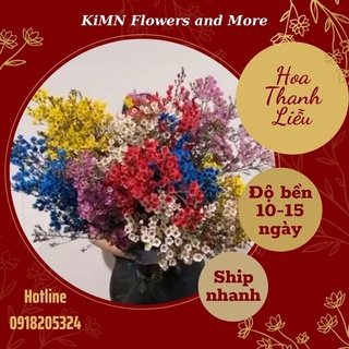 Hoa Thanh Liễu nhập khẩu hoa tươi Tết hoa thả bình độ bền lâu