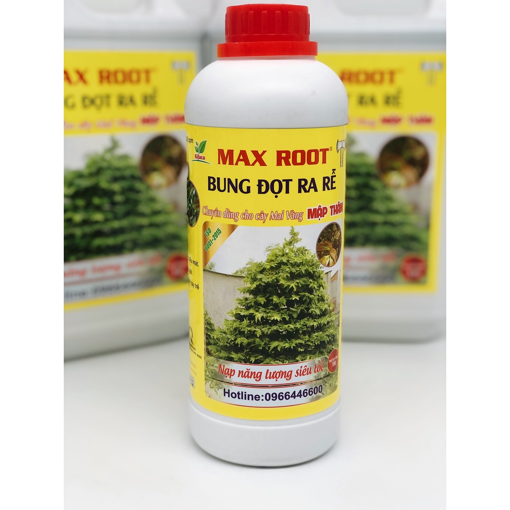 PHÂN BÓN MAI VÀNG BUNG ĐỌT RA RỄ MAX ROOT CHAI 1 LÍT - BUNG TƯỢC MẠNH ĐẺ NHÁNH NHANH, XANH LÁ, DÀY LÁ