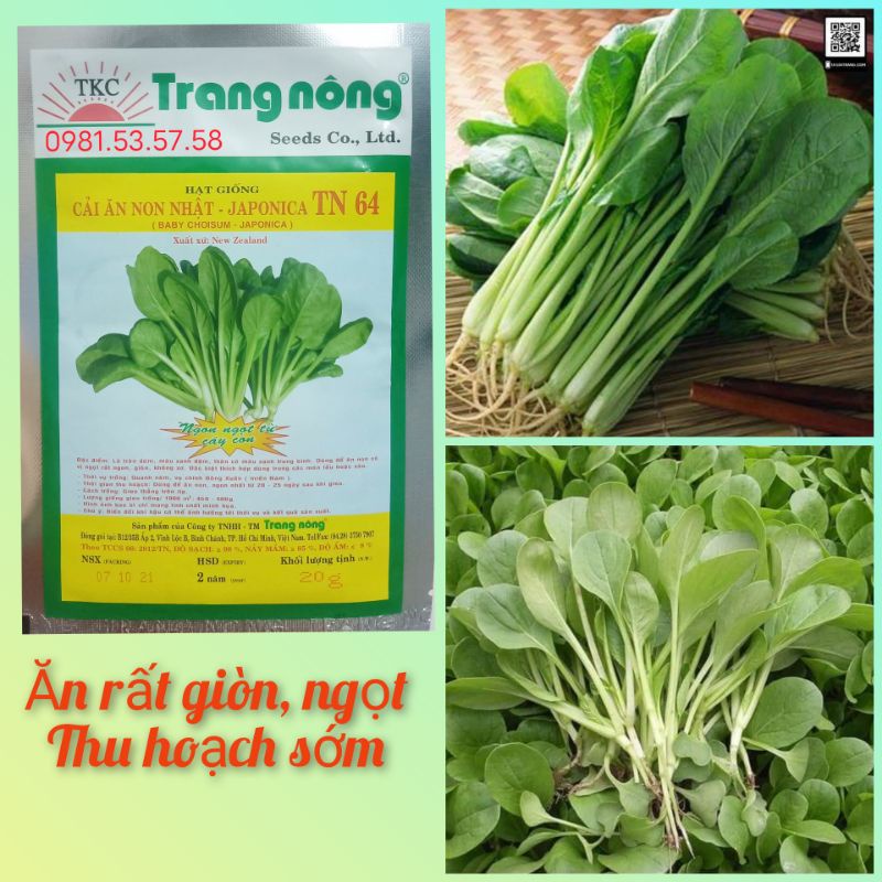 Hạt giống cải ăn non Nhật TN64 gói 20gr