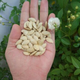Hạt bí sạch rang tay 500g - 1kg