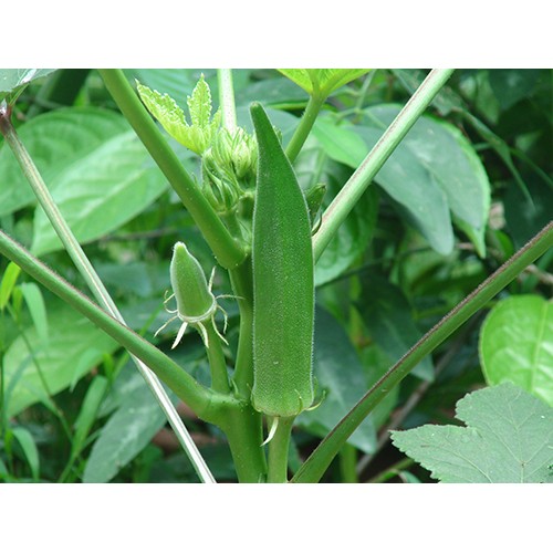 Hạt giống Đậu bắp gói 10 gram